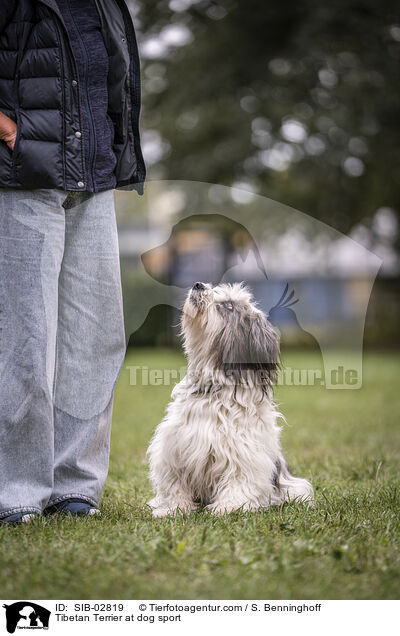 Tibetan Terrier at dog sport / SIB-02819