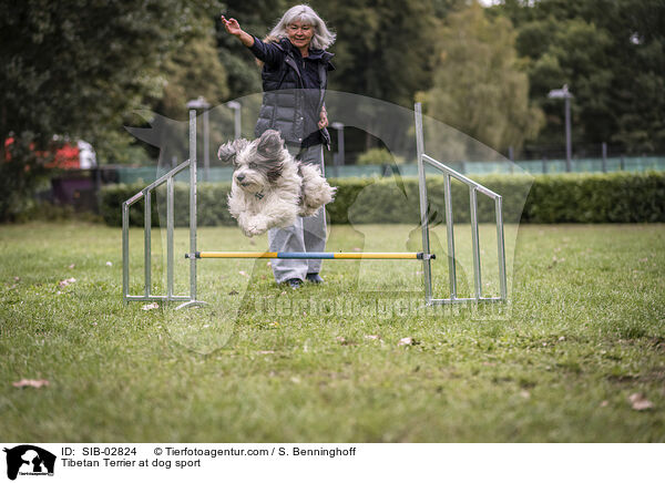 Tibetan Terrier at dog sport / SIB-02824