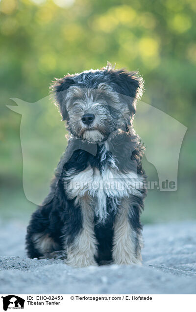 Tibet-Terrier / Tibetan Terrier / EHO-02453