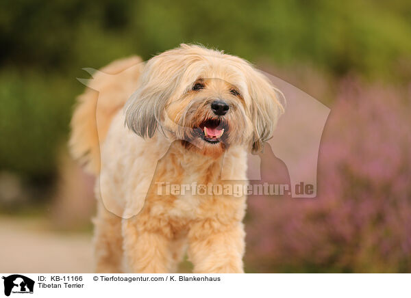 Tibet-Terrier / Tibetan Terrier / KB-11166