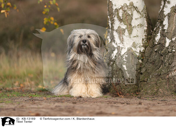 Tibet Terrier / KB-13169