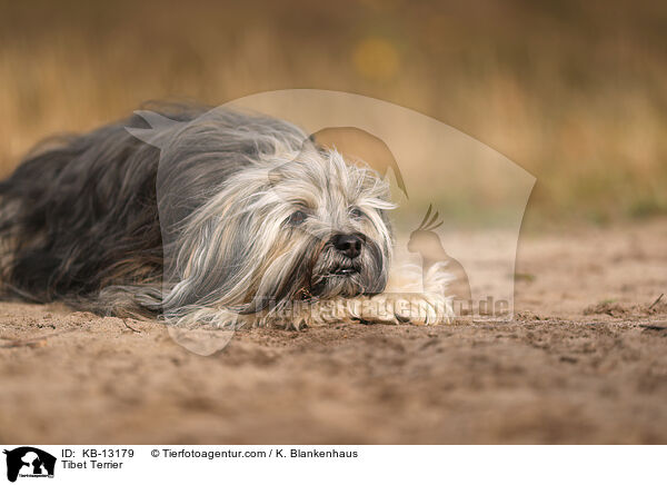Tibet Terrier / KB-13179