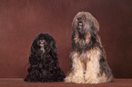 Tibetan Terrier