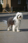 standing Tibetan Terrier