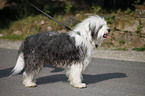 standing Tibetan Terrier