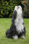 sitting Tibetan Terrier