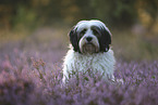 Tibetan Terrier portrait