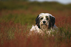 Tibetan Terrier portrait