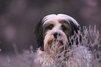 Tibetan Terrier portrait