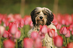 Tibetan Terrier Portrait