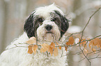 Tibetan Terrier portrait