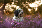 Tibetan Terrier Portrait