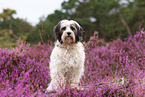 sitting Tibetan Terrier