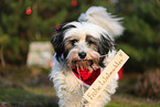 Tibetan Terrier with christmas decoration