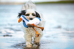 tricolour Tibetan Terrier