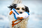 tricolour Tibetan Terrier