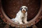 tricolour Tibetan Terrier