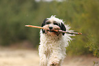 tricolour Tibetan Terrier