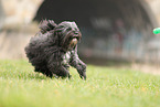 black Tibetan Terrier