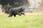 black Tibetan Terrier