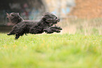 black Tibetan Terrier