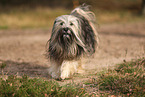 Tibet Terrier