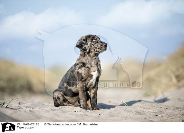 Altdeutscher Tiger Welpe / Tiger puppy / MAB-02123