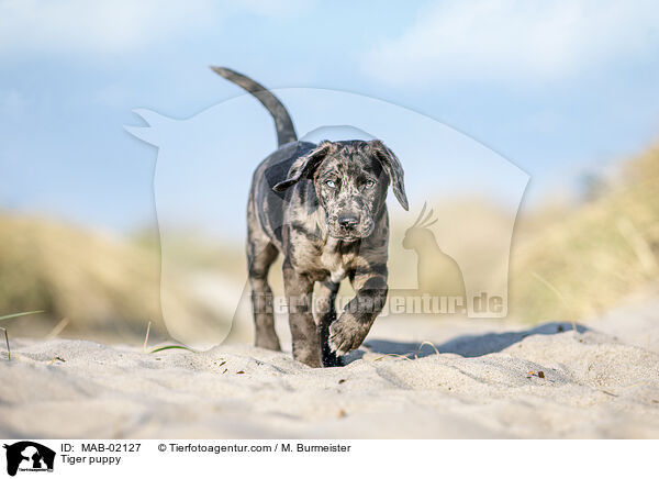 Altdeutscher Tiger Welpe / Tiger puppy / MAB-02127