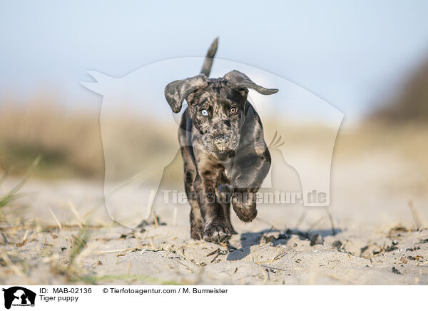 Altdeutscher Tiger Welpe / Tiger puppy / MAB-02136