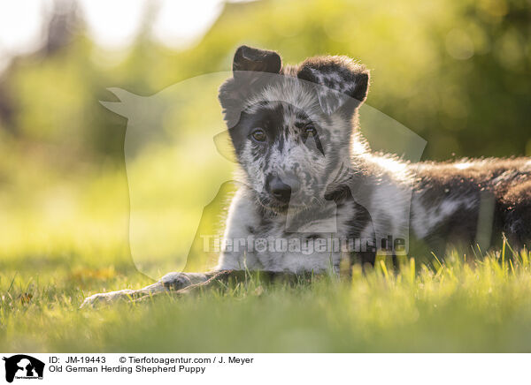 Altdeutscher Tiger Welpe / Old German Herding Shepherd Puppy / JM-19443