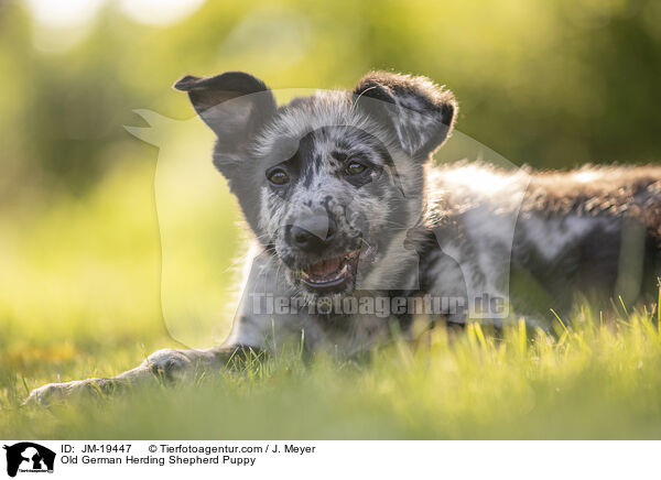 Altdeutscher Tiger Welpe / Old German Herding Shepherd Puppy / JM-19447