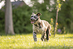 Old German Herding Shepherd Puppy