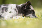 Old German Herding Shepherd Puppy