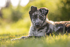 Old German Herding Shepherd Puppy