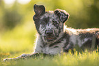 Old German Herding Shepherd Puppy