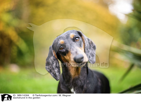 dachshund in the garden / MW-14384