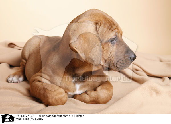 liegender Tosa Inu Welpe / lying Tosa Inu puppy / RR-25739