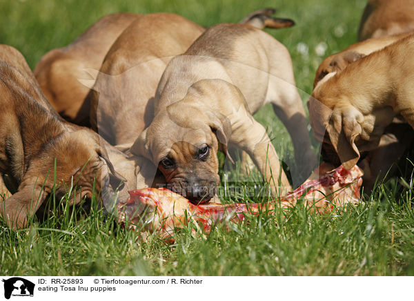 fressende Tosa Inu Welpen / eating Tosa Inu puppies / RR-25893