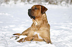 Tosa Inu lying in snow