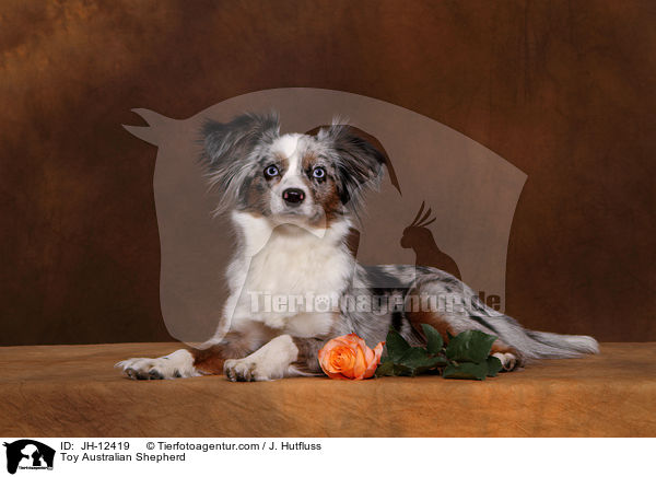 Toy Australian Shepherd / Toy Australian Shepherd / JH-12419