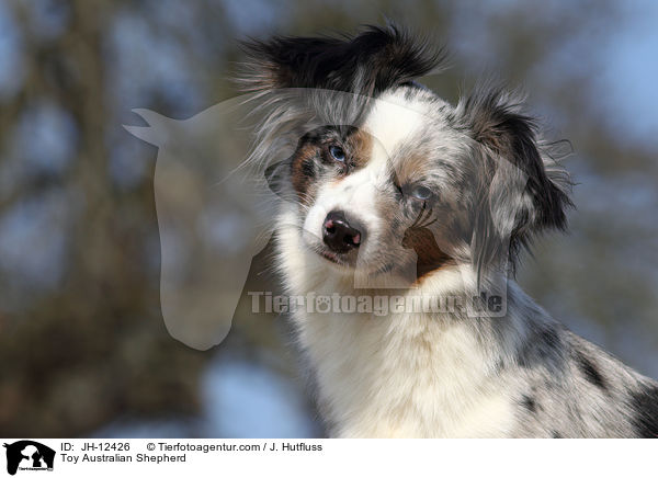 Toy Australian Shepherd / Toy Australian Shepherd / JH-12426