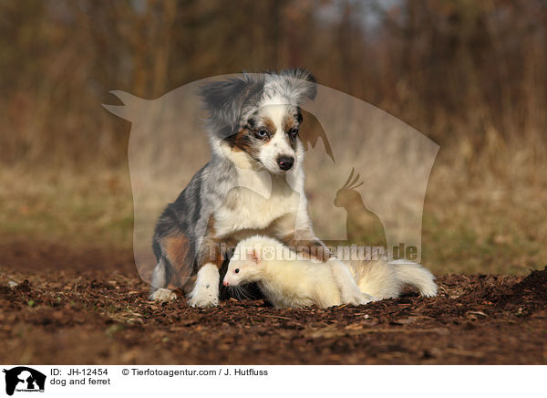 Hund und Frettchen / dog and ferret / JH-12454