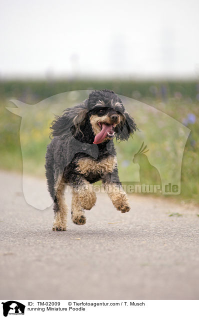 rennender Zwergpudel / running Miniature Poodle / TM-02009