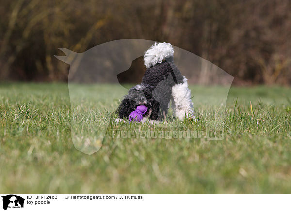 Toypudel / toy poodle / JH-12463