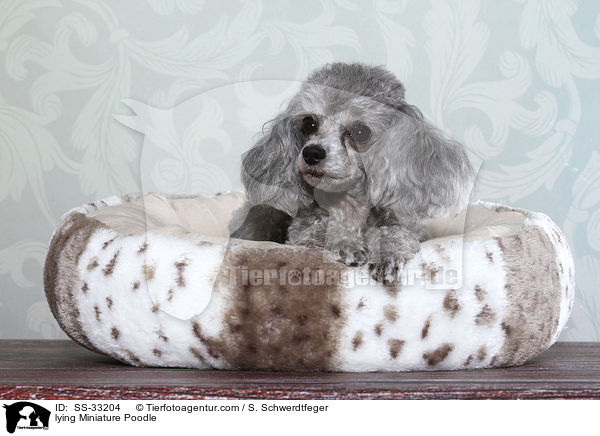 lying Miniature Poodle / SS-33204