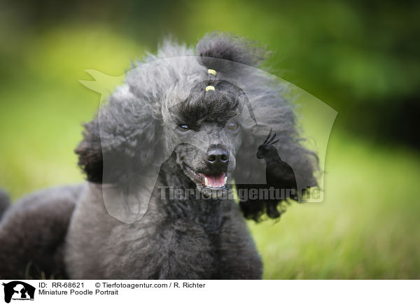 Miniature Poodle Portrait / RR-68621