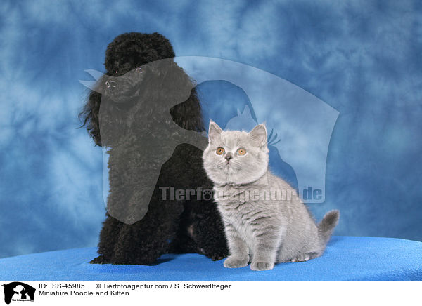 Miniature Poodle and Kitten / SS-45985