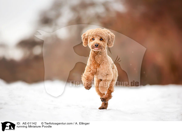 running Miniature Poodle / AE-01142