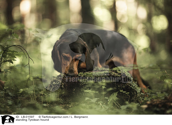 stehende Tiroler Bracke / standing Tyrolean hound / LB-01597