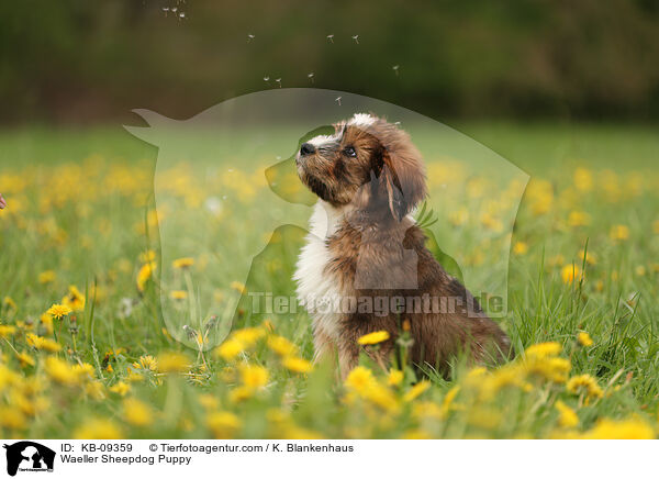 Wller Welpe / Waeller Sheepdog Puppy / KB-09359